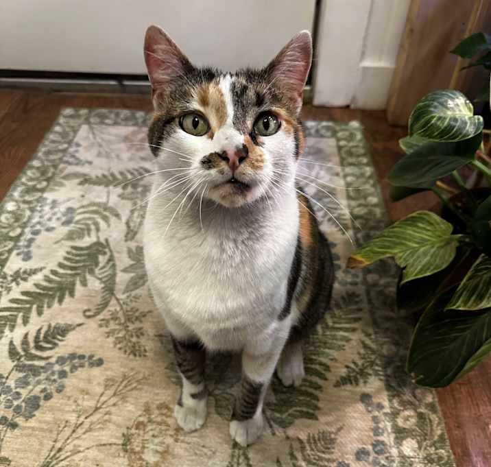 Photo of Penny