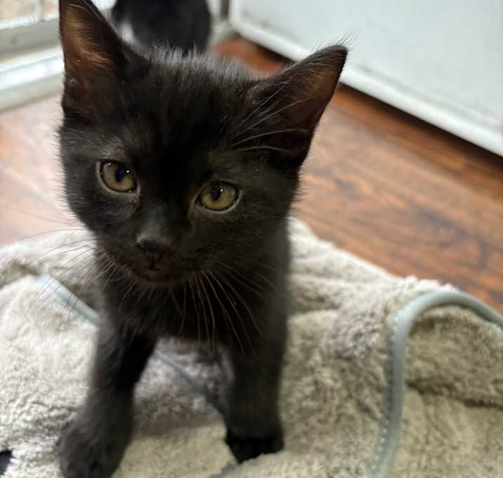 Photo of Midnight