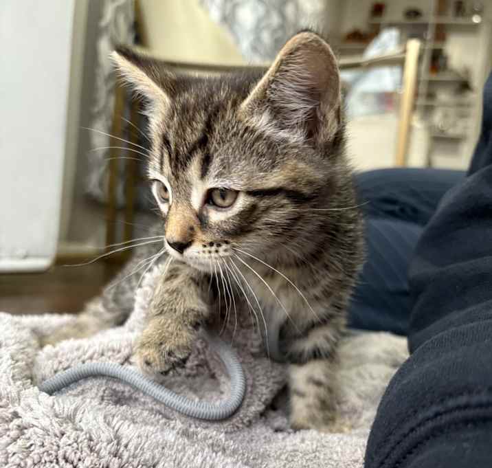Photo of Willow