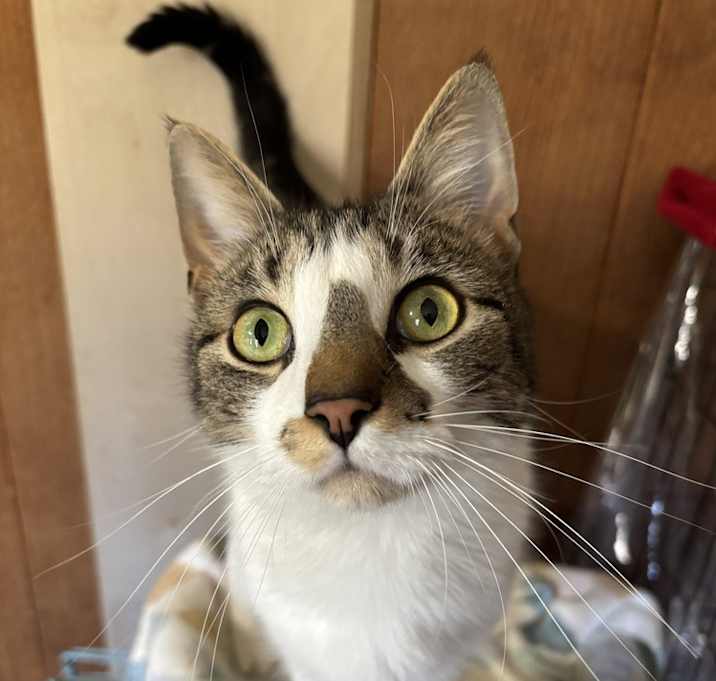Photo of PAULIE