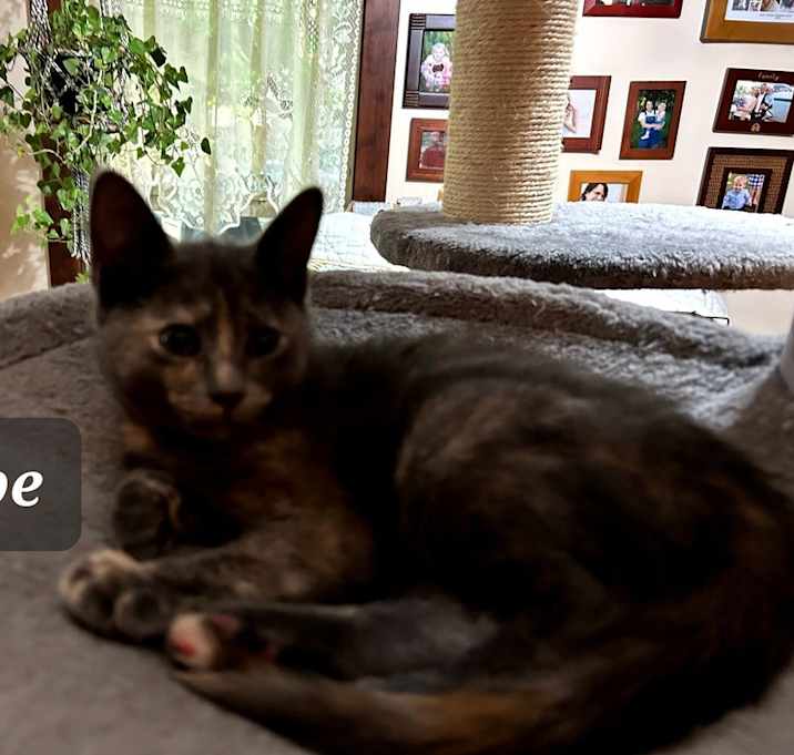 Photo of Stripe 7387