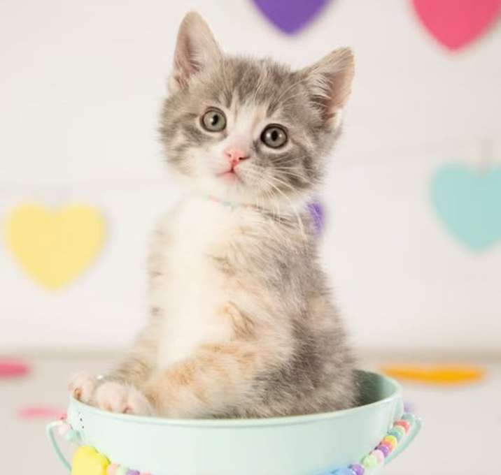 Photo of Gabriella