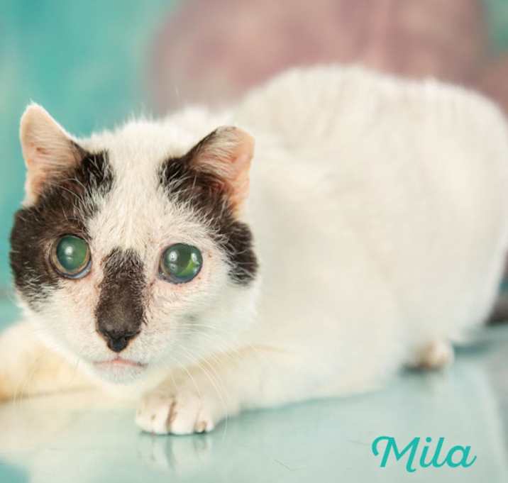 Photo of Milo