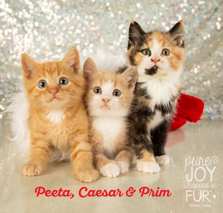 Photo of Peeta