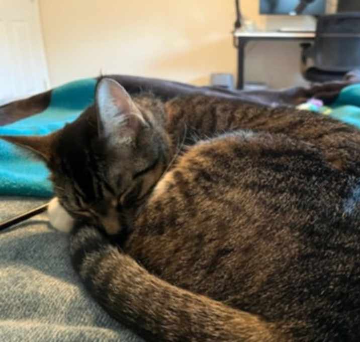 Photo of Bella