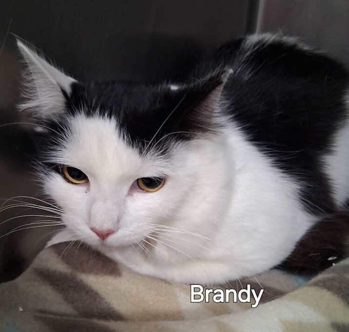 Photo of Brandy