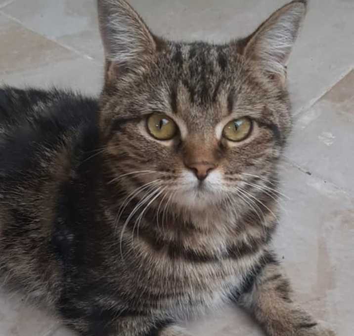 Photo of Luna