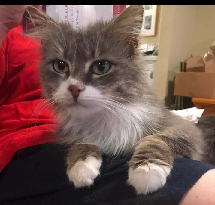 Photo of Fluffy