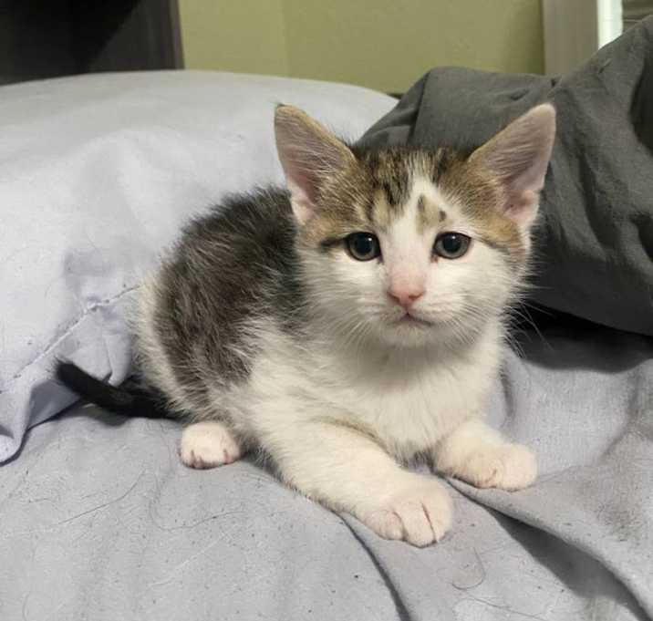 Photo of Martini - At PetSmart