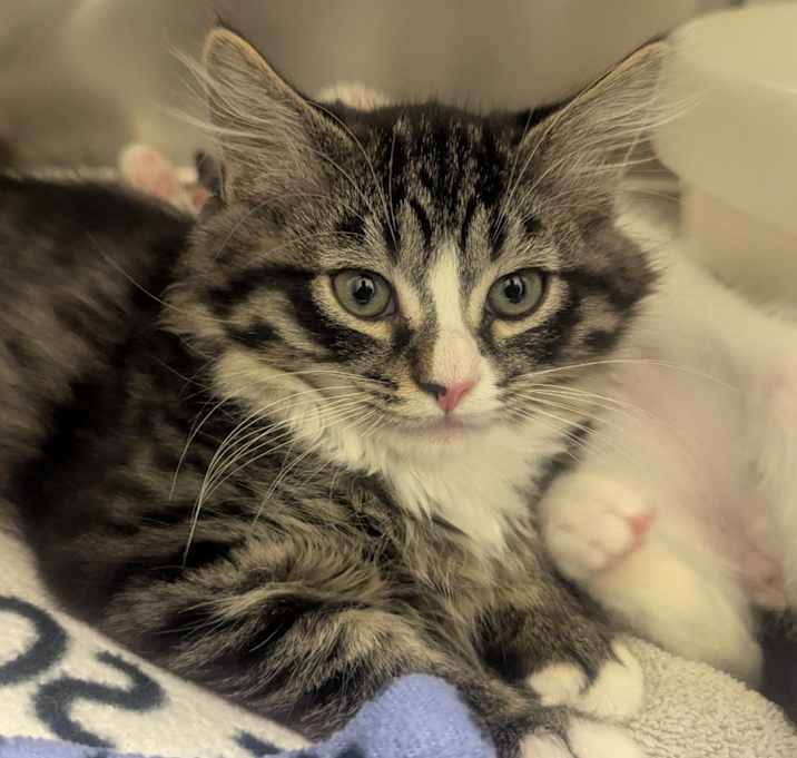 Photo of Flint