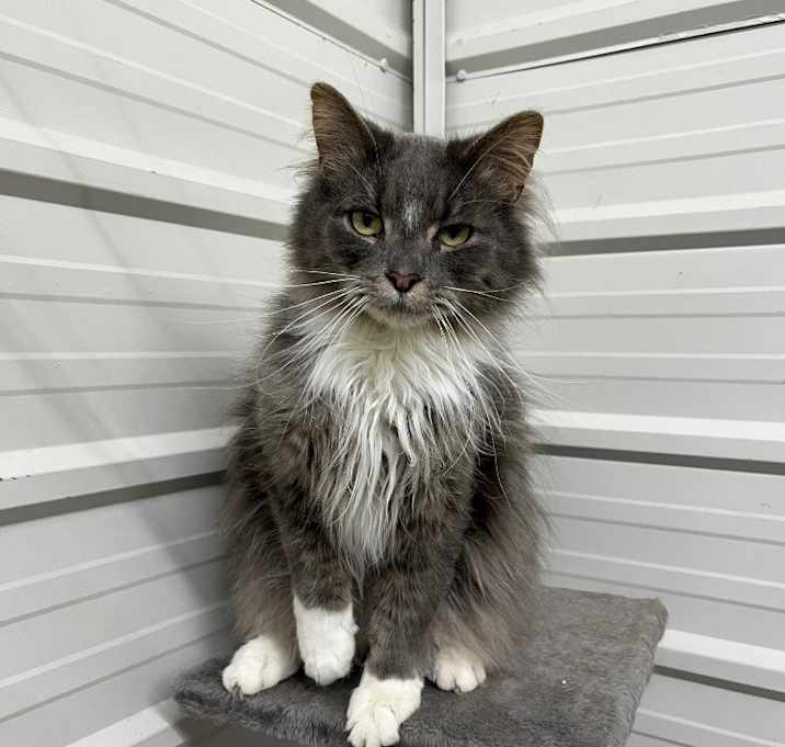 Photo of Nemo