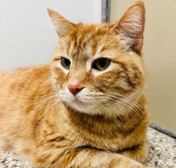 Photo of Lucky