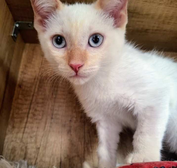 Photo of Sugar