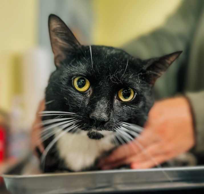 Photo of Cats The Musical