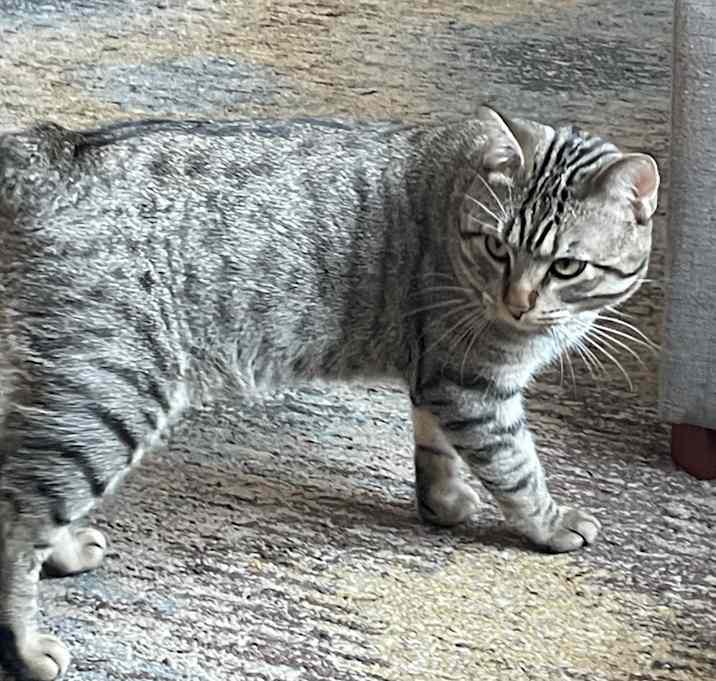 Photo of Figero