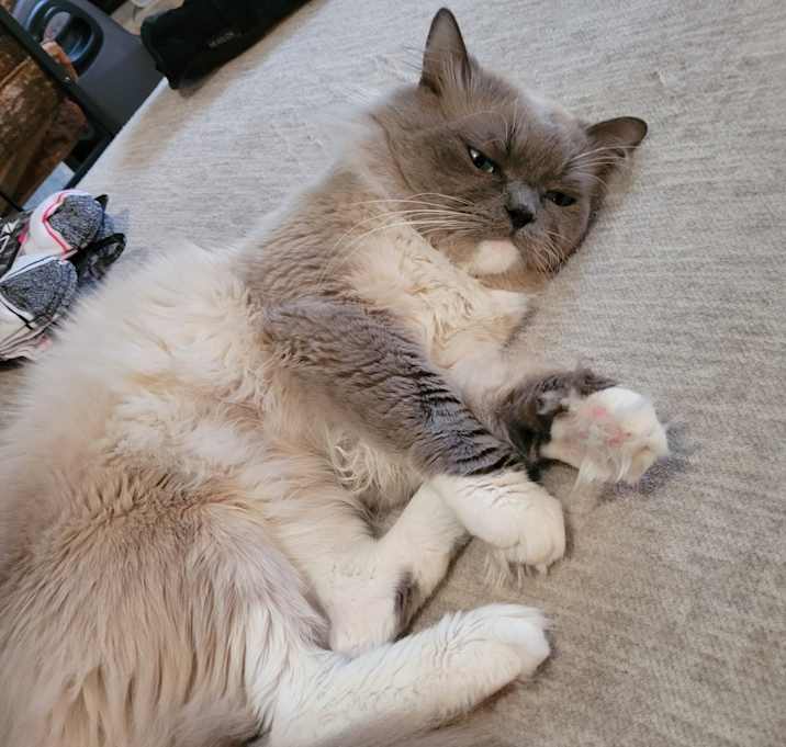 Photo of Loki