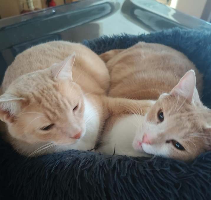 Photo of Rex & Louie