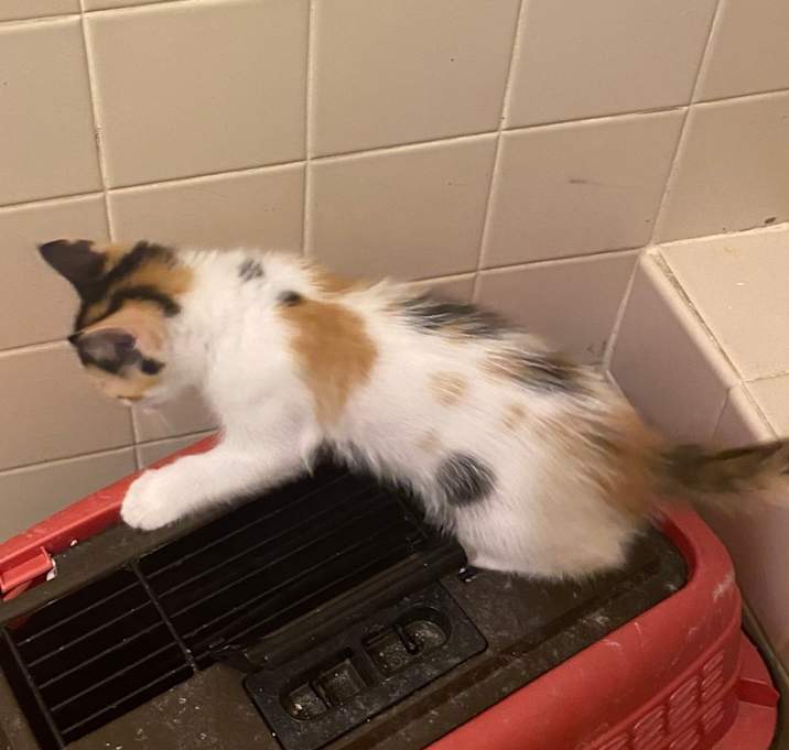 Photo of Peaches