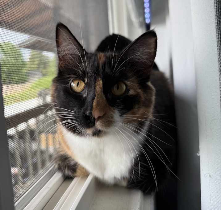 Photo of Dolly