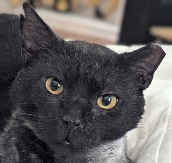 Photo of Zebedee