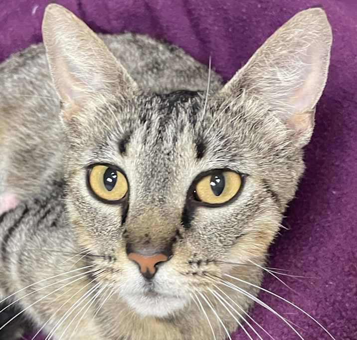 Photo of Marbles