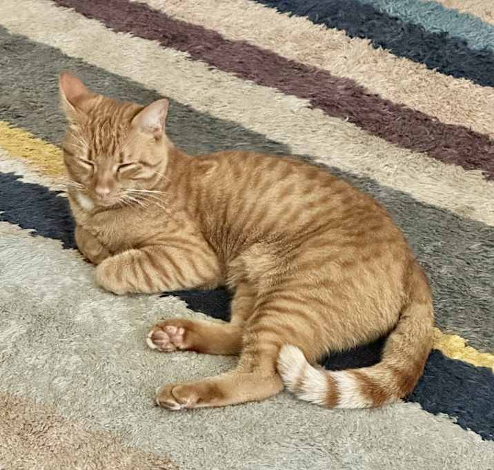 Photo of Mango
