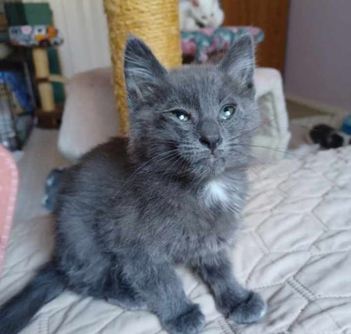 Photo of Loganberry 4755