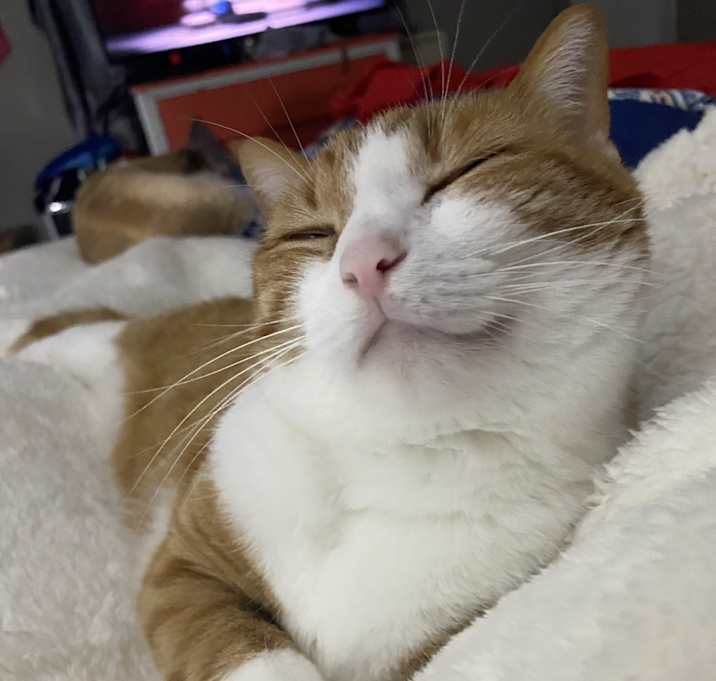 Photo of Momma Kitty