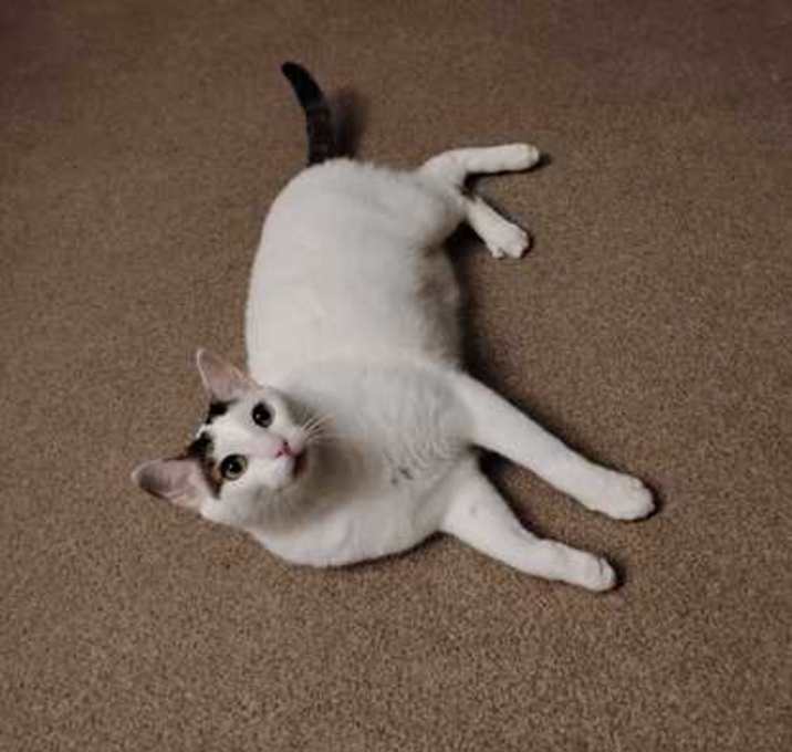 Photo of Lychee