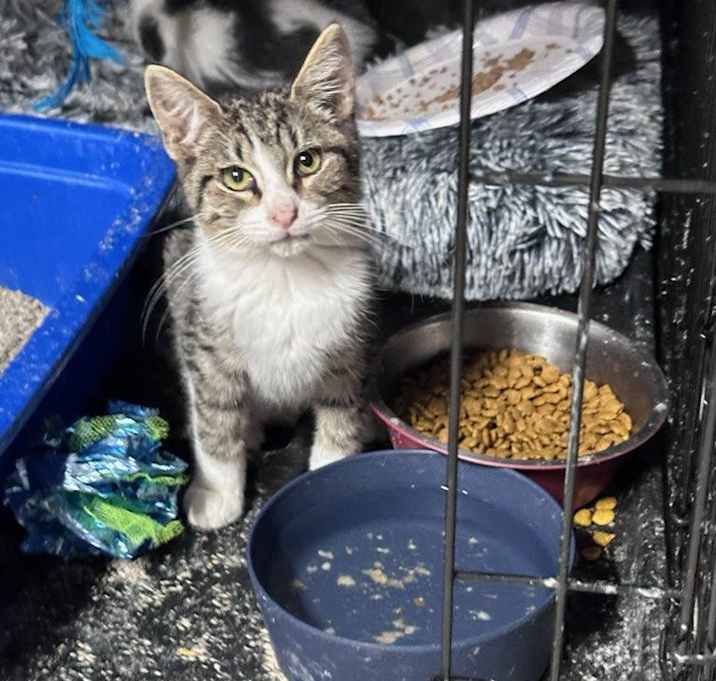 Photo of Bengal