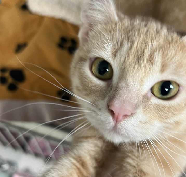 Photo of Marigold