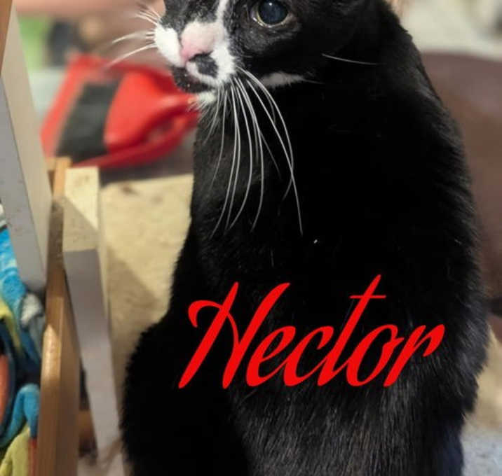 Photo of Hector