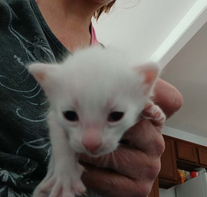 Photo of Abominable