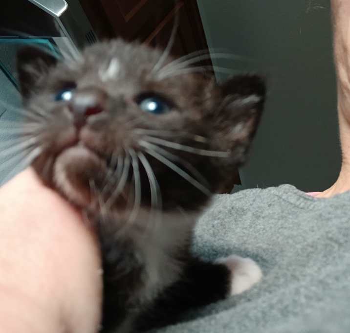 Photo of Sylvester