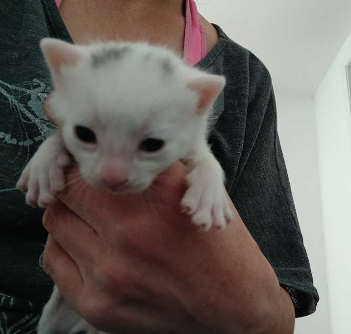 Photo of Ghost