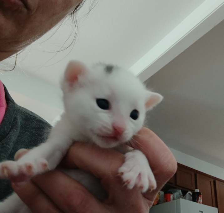 Photo of Spot