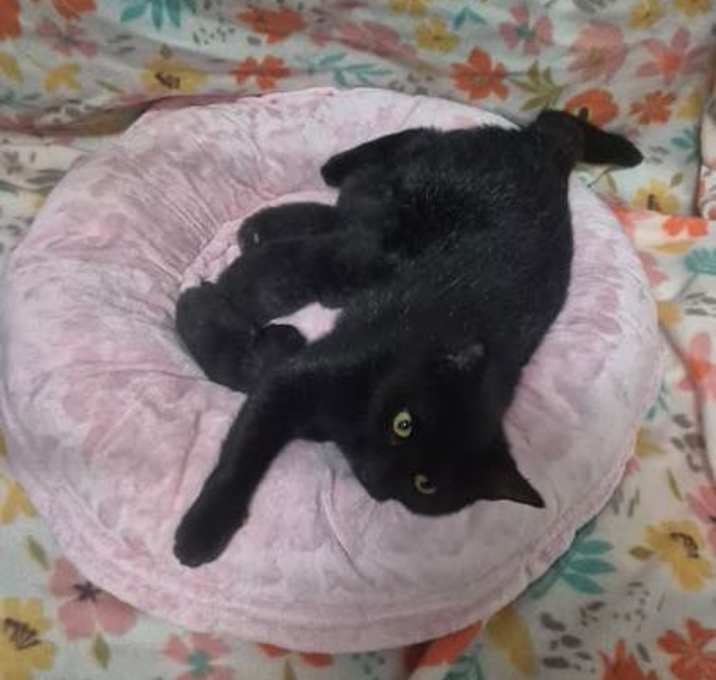 Photo of Mamba