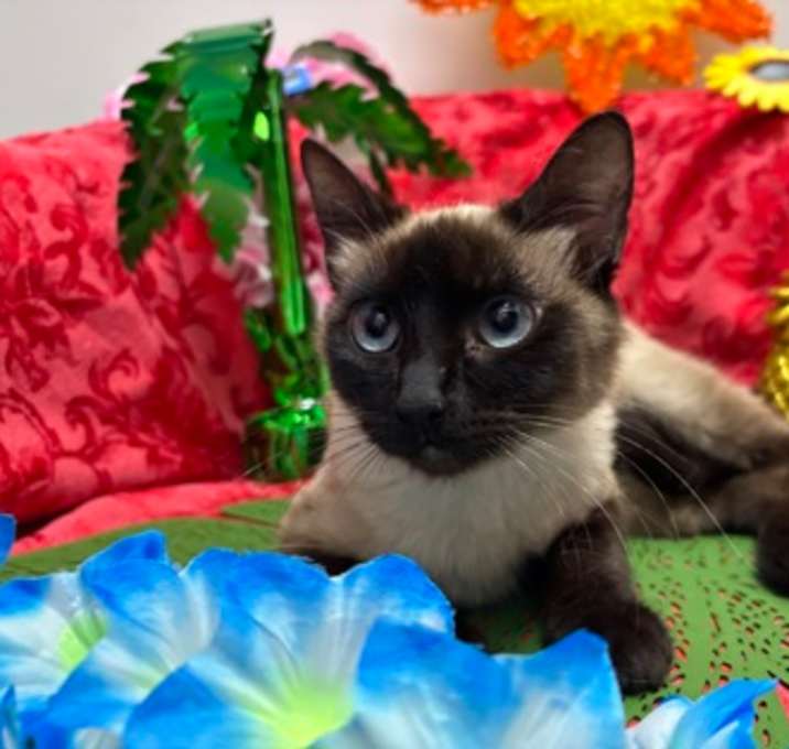 Photo of Oshun