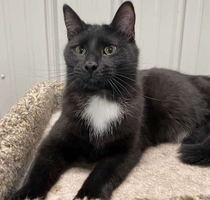 Photo of Cosmo