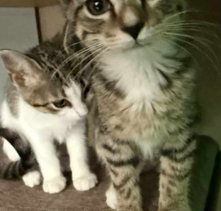 Photo of Suki