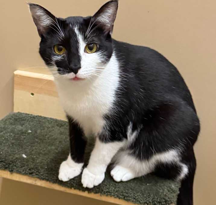 Photo of Domino