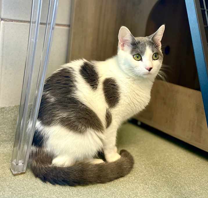 Photo of Pearl the Girl
