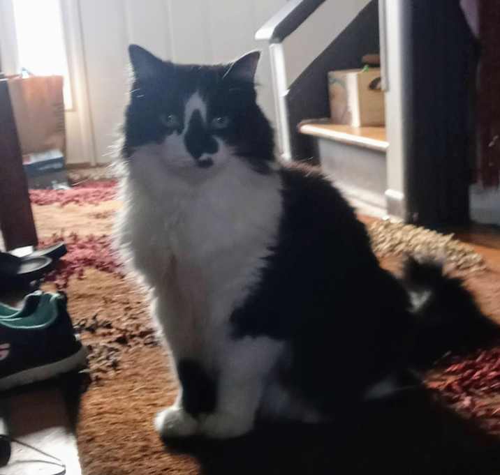 Photo of Chester