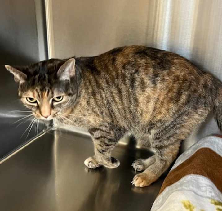 Photo of LEIA