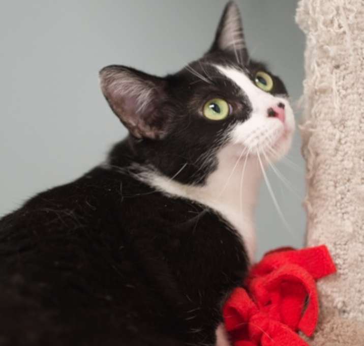 Photo of Piper (bonded with Zelda)