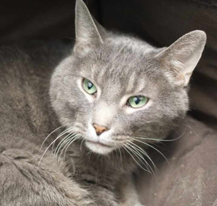 Photo of Mister (bonded with Willow)