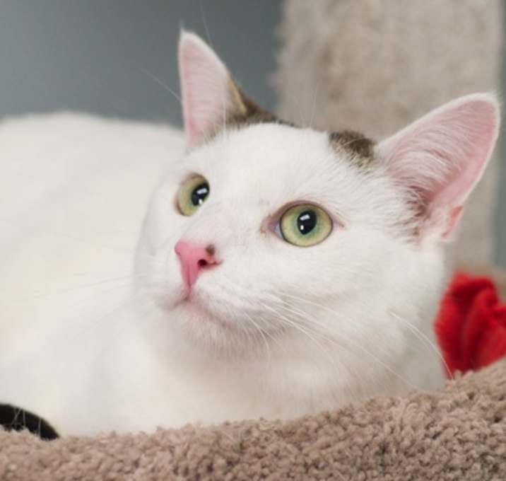 Photo of Zelda (bonded with Piper)