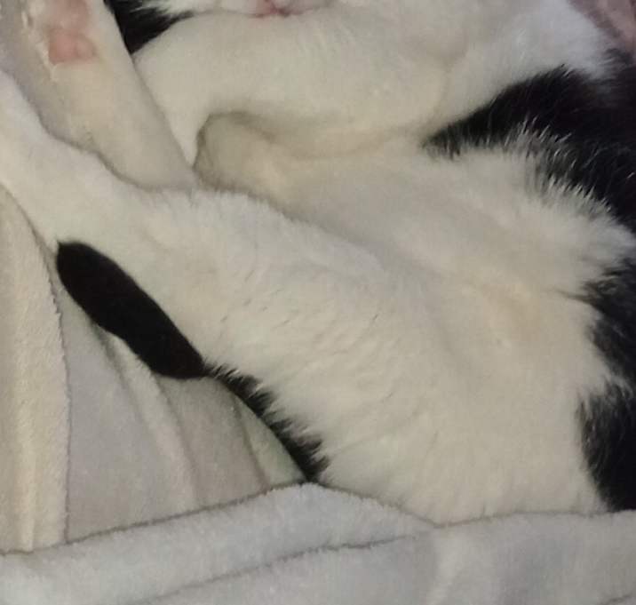 Photo of Moose