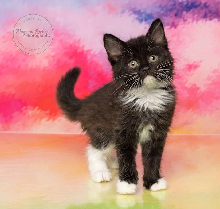 Photo of Penny