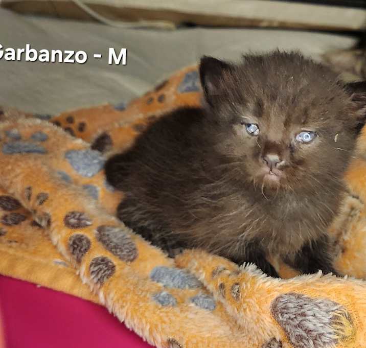 Photo of Garbanzo